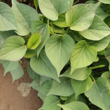 秦薯5号薯苗，基地直采直发，保质保量