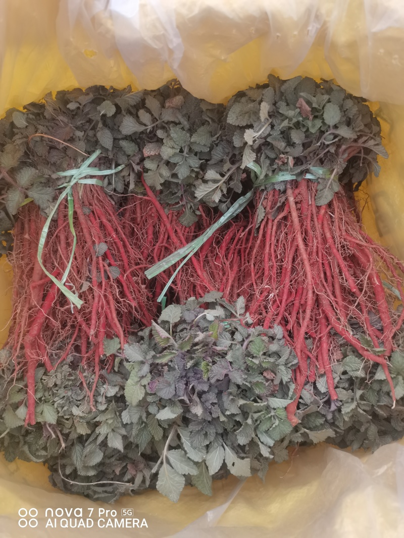 【精品】优质丹参苗包质量包成活率。包回收一条龙服务