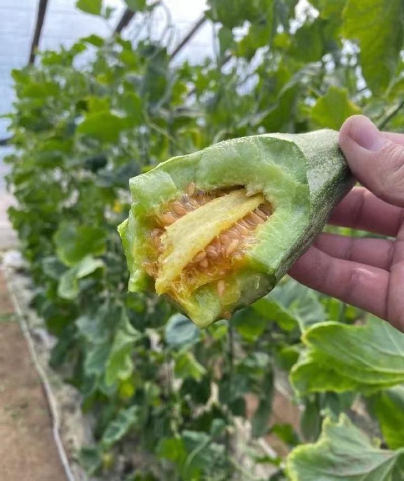 【实力推荐】羊角蜜甜瓜货源充足，量大从优，山东产地直发