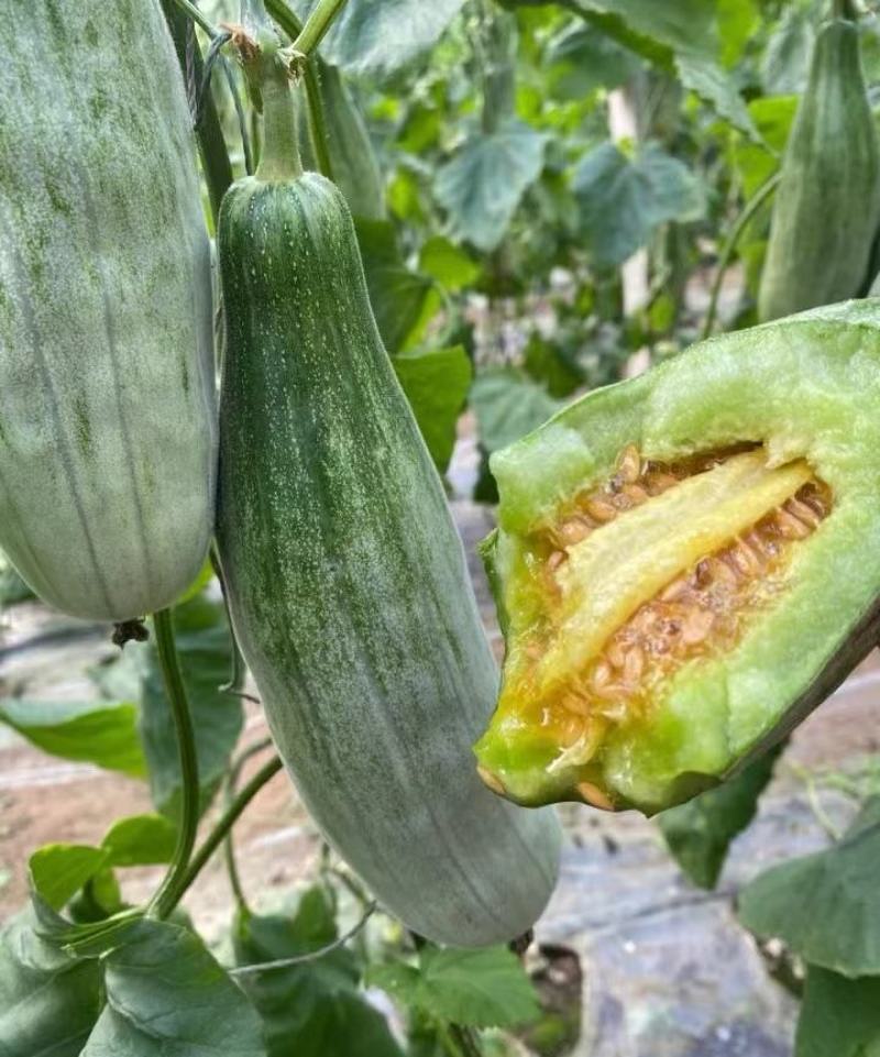【实力推荐】羊角蜜甜瓜货源充足，量大从优，山东产地直发