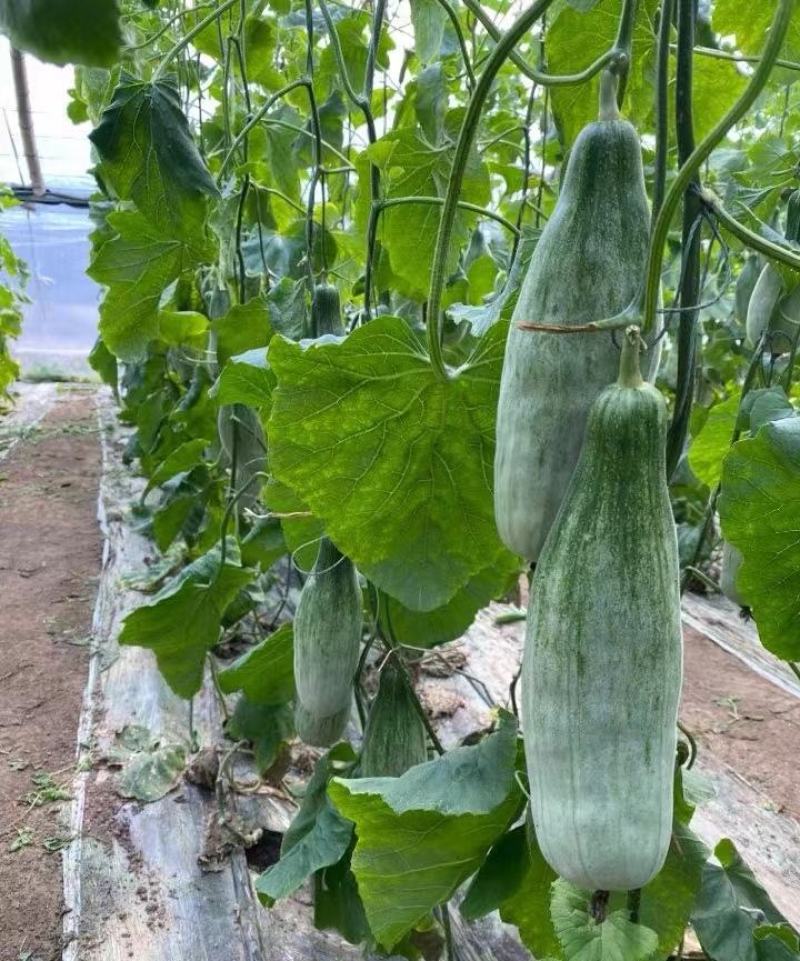 【实力推荐】羊角蜜甜瓜货源充足，量大从优，山东产地直发