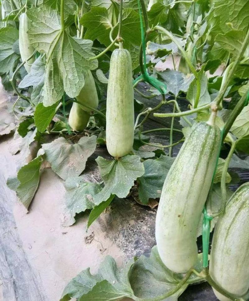 【实力推荐】羊角蜜甜瓜货源充足，量大从优，山东产地直发