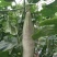 【实力推荐】羊角蜜甜瓜货源充足，量大从优，山东产地直发
