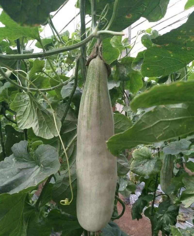 【实力推荐】羊角蜜甜瓜货源充足，量大从优，山东产地直发