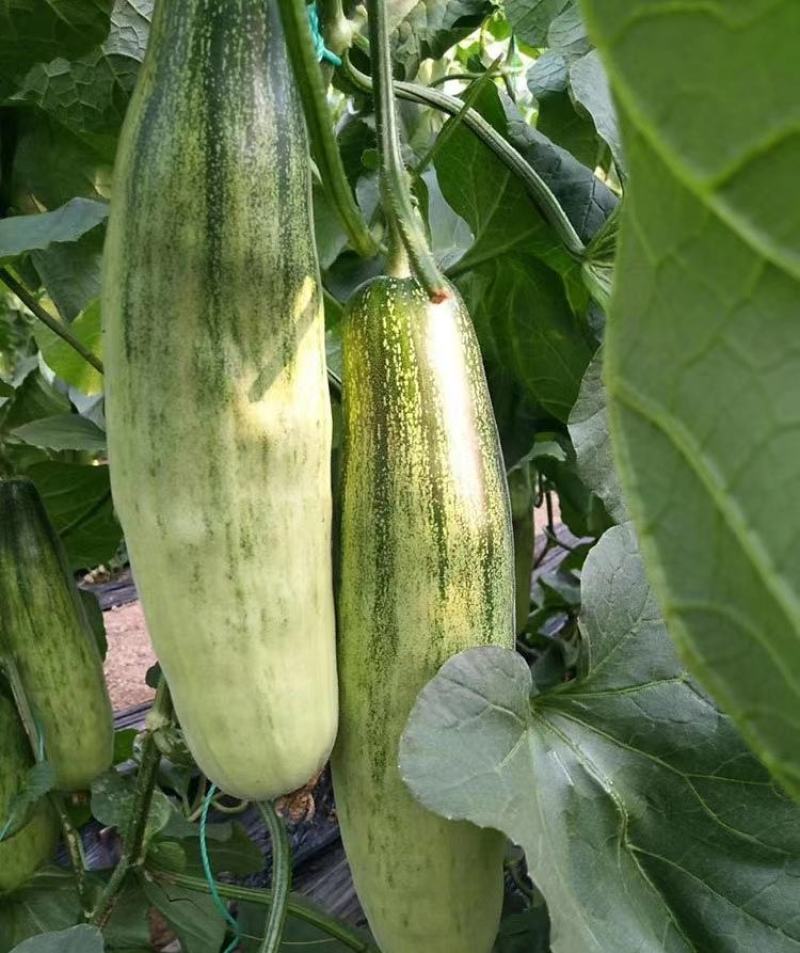 【实力推荐】羊角蜜甜瓜货源充足，量大从优，山东产地直发