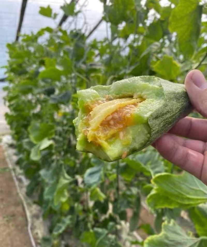 【实力推荐】羊角蜜甜瓜货源充足，量大从优，山东产地直发