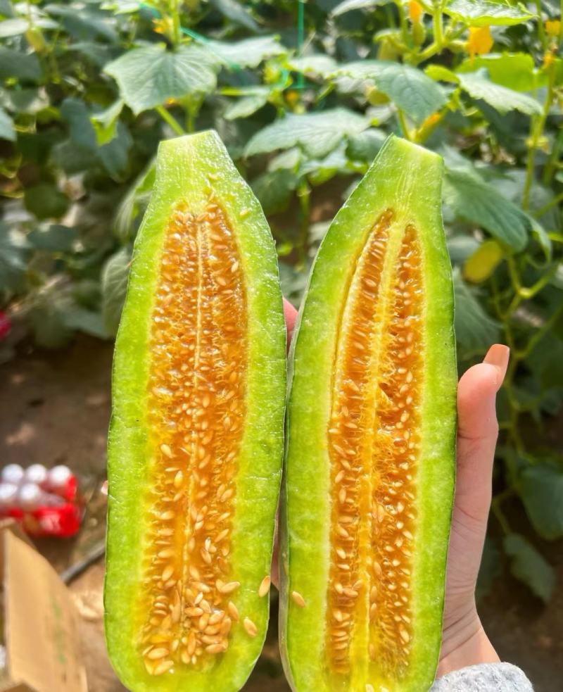 【实力推荐】羊角蜜甜瓜货源充足，量大从优，山东产地直发
