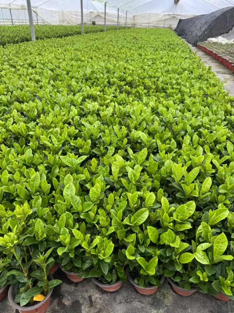 栀子花基地大量现货，欢迎选购