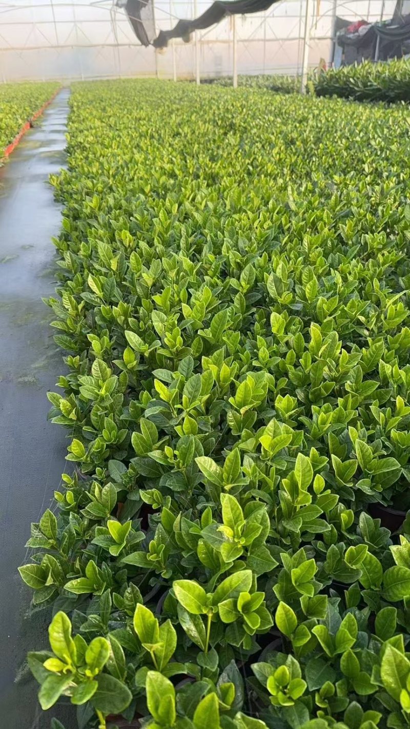 栀子花基地大量现货，欢迎选购