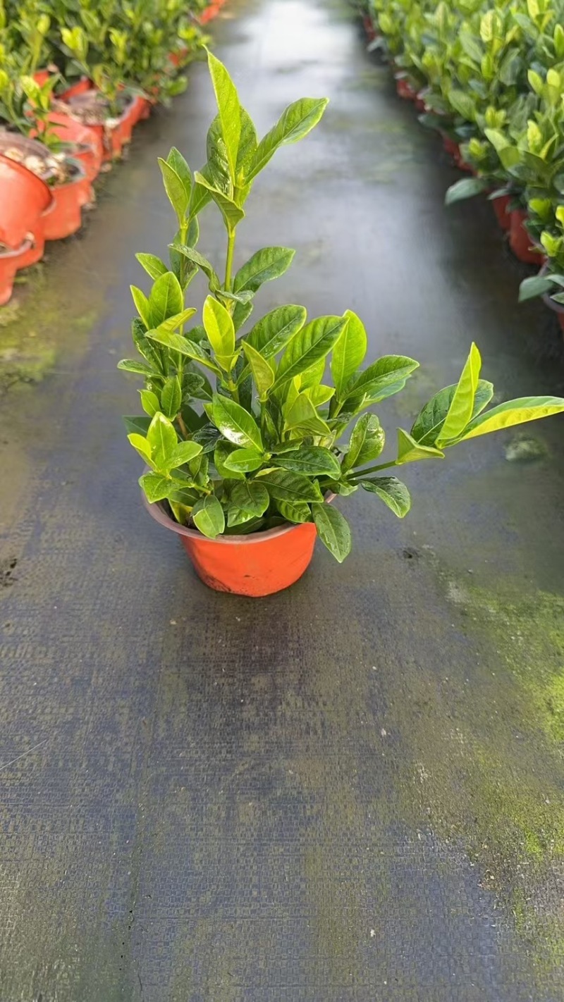 栀子花基地大量现货，欢迎选购