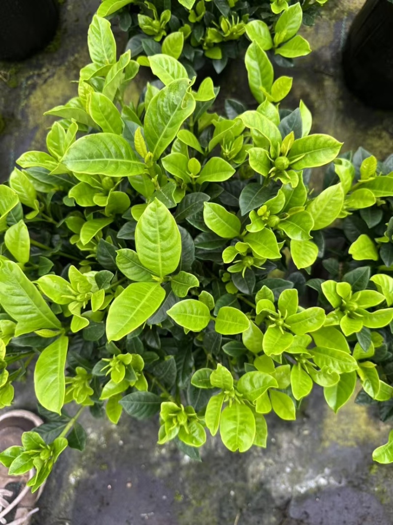 栀子花基地大量现货，欢迎选购
