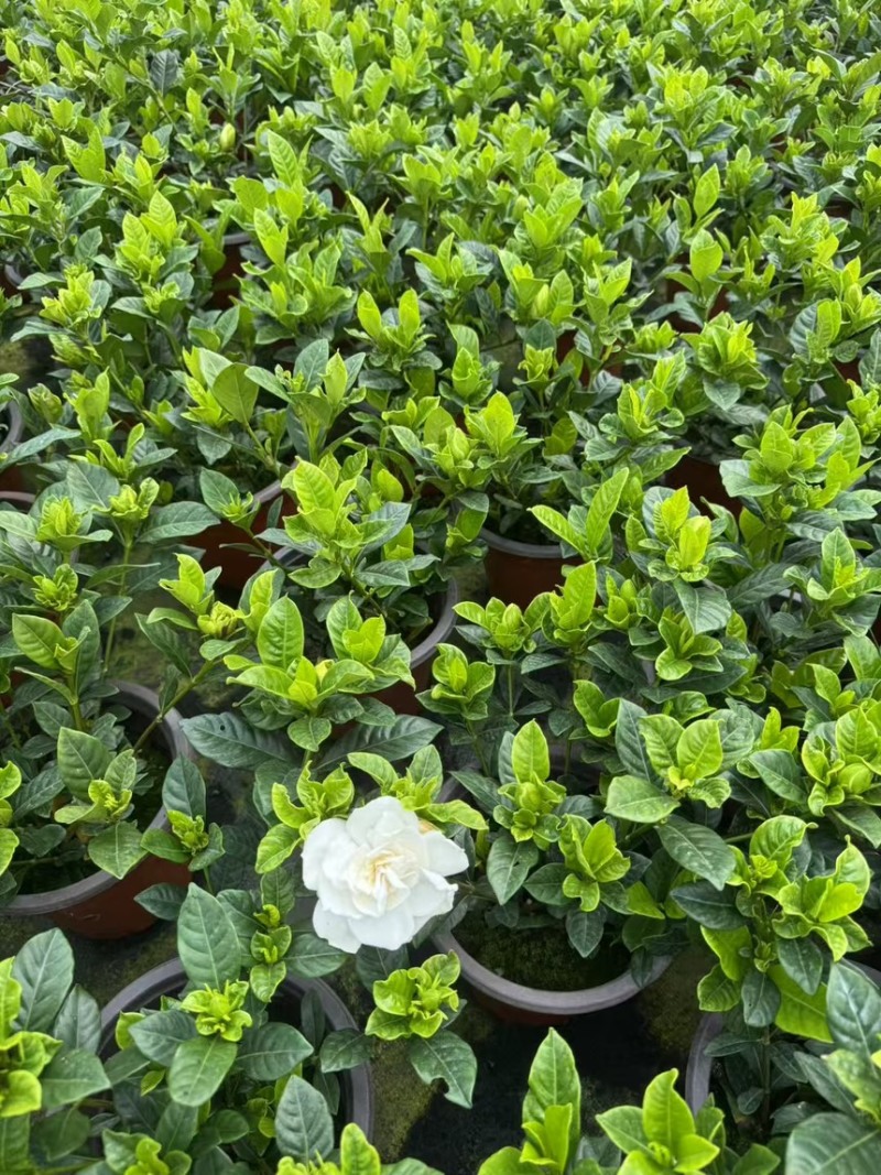 栀子花基地大量现货，欢迎选购