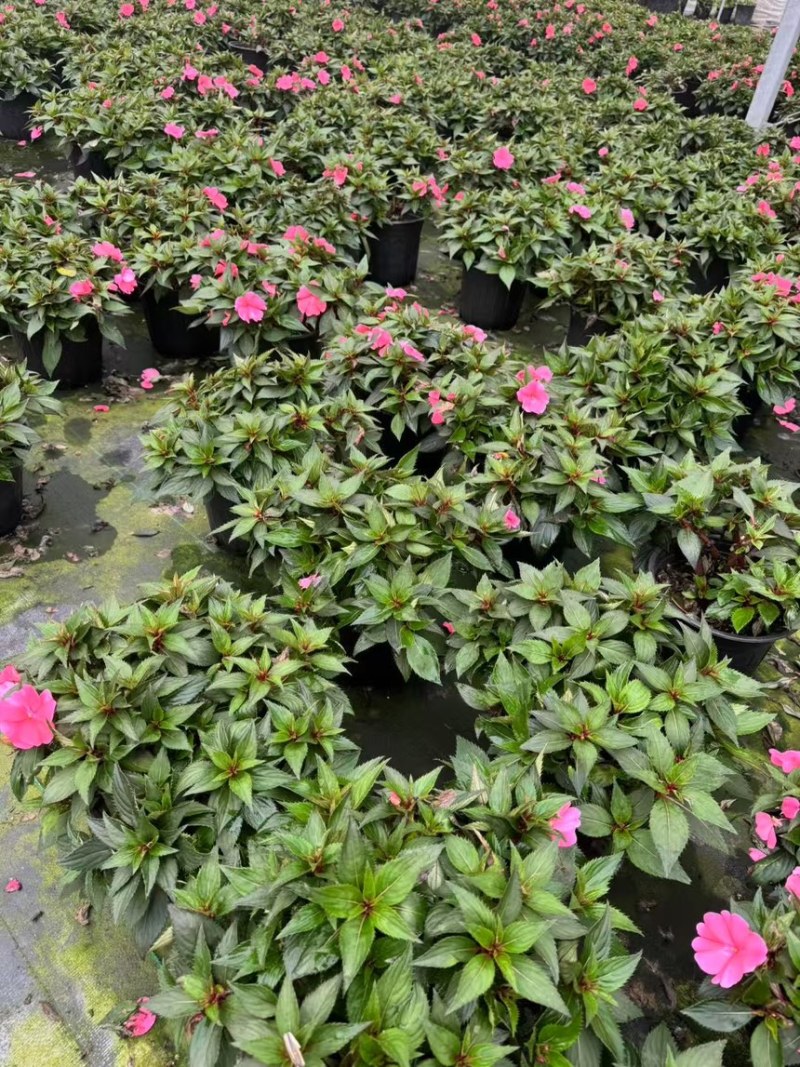 风仙基地大量现货欢迎选购