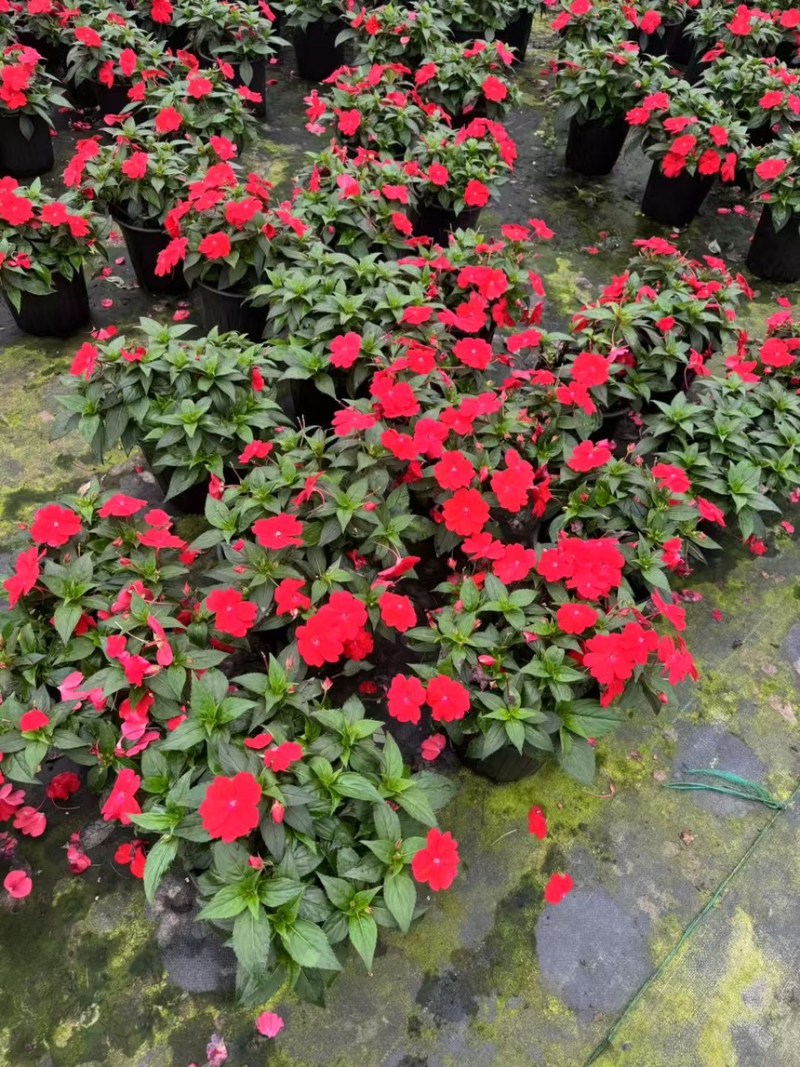 风仙基地大量现货欢迎选购