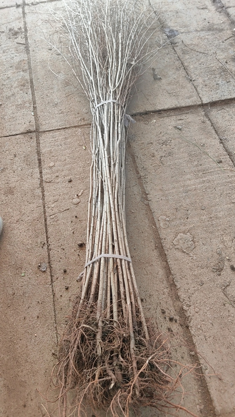 榆树苗