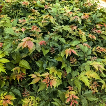 麻楝绿化苗园林绿化苗苗场直供量大优惠欢迎选购
