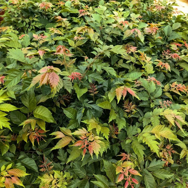 麻楝绿化苗园林绿化苗苗场直供量大优惠欢迎选购