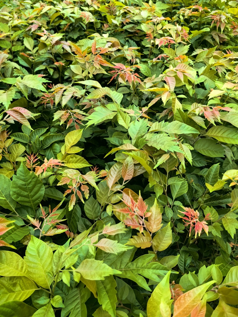 麻楝绿化苗园林绿化苗苗场直供量大优惠欢迎选购