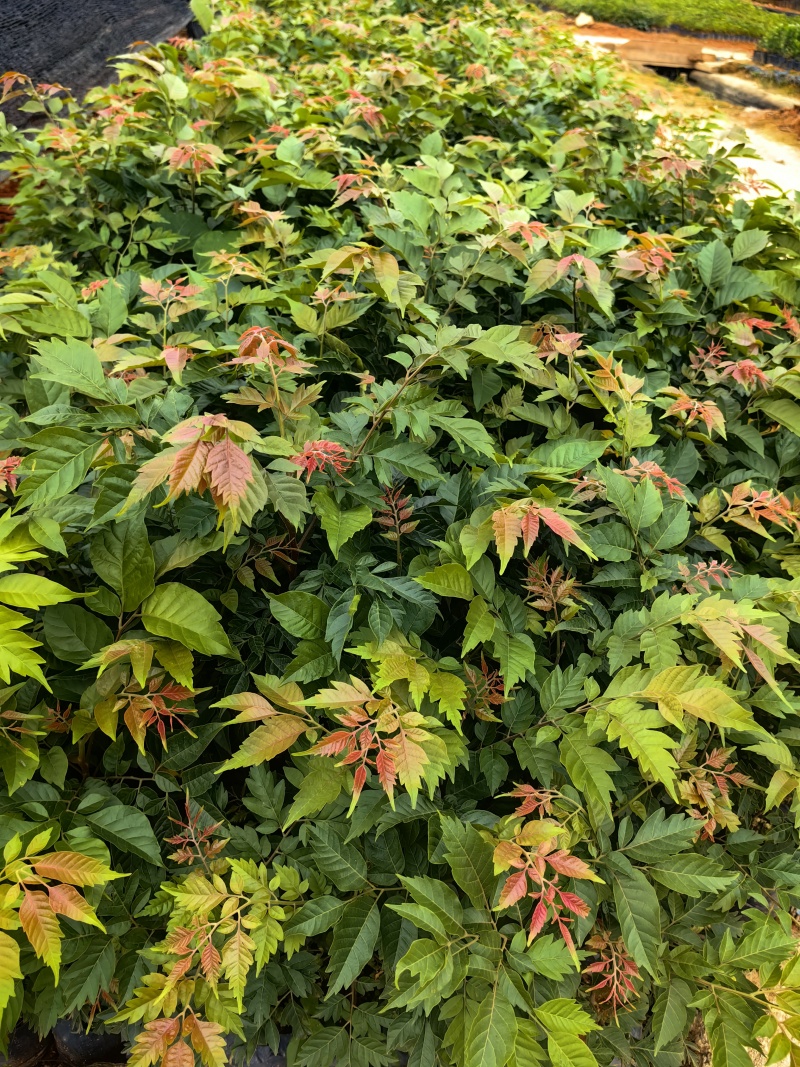 麻楝绿化苗园林绿化苗苗场直供量大优惠欢迎选购