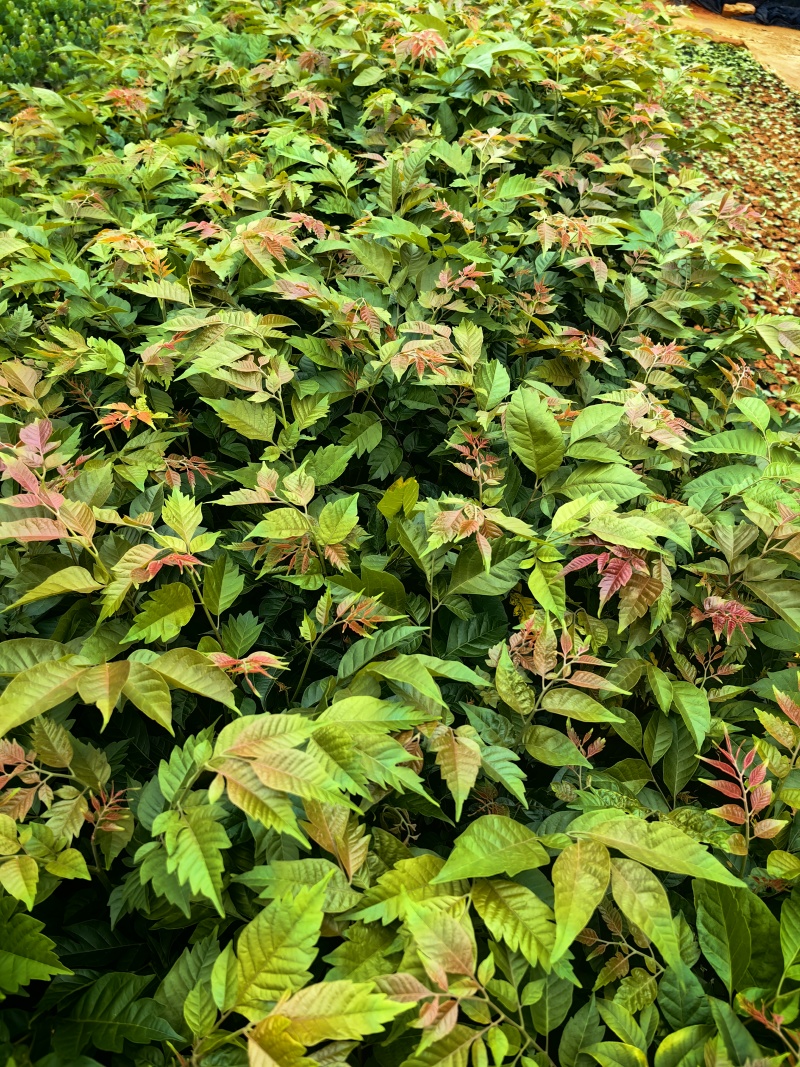 麻楝绿化苗园林绿化苗苗场直供量大优惠欢迎选购