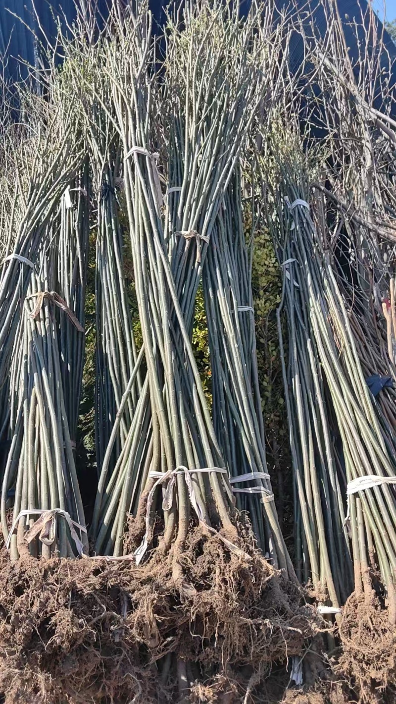 黄柳垂柳小苗