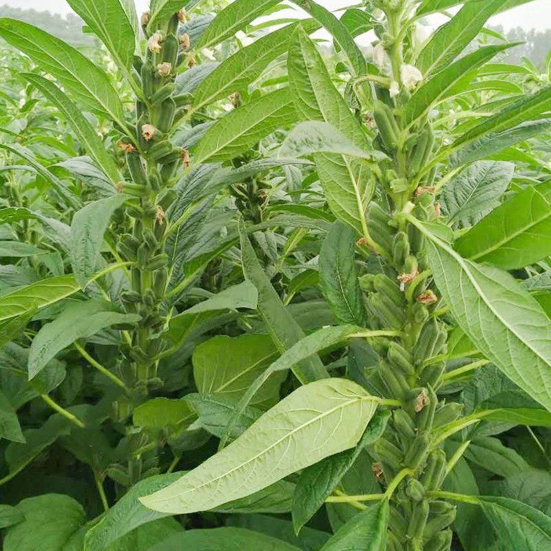 黑芝麻种子春夏芝麻种子早熟丰产滋养用种孑白芝麻种籽菜