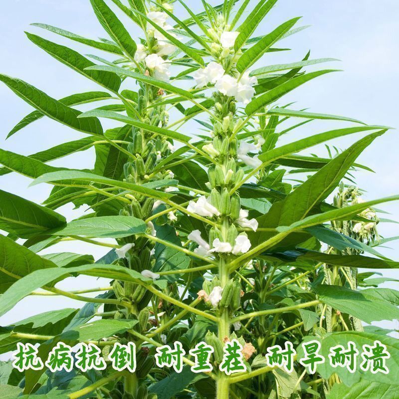 黑芝麻种子春夏芝麻种子早熟丰产滋养用种孑白芝麻种籽菜