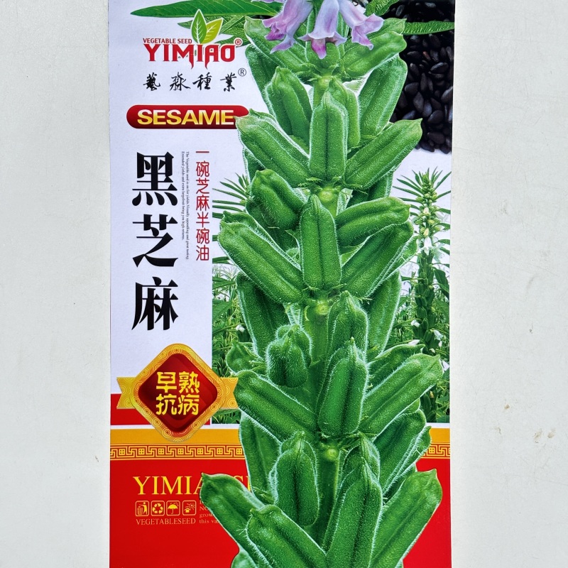 黑芝麻种子春夏芝麻种子早熟丰产滋养用种孑白芝麻种籽菜