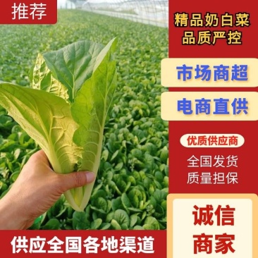 山东快菜产地发货一手货源无虫眼品质好价格美丽