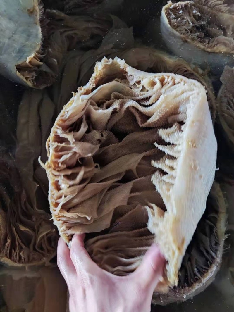 鲜美脆嫩，牛百叶里藏乾坤；滋味无穷，每一口都是满足！
