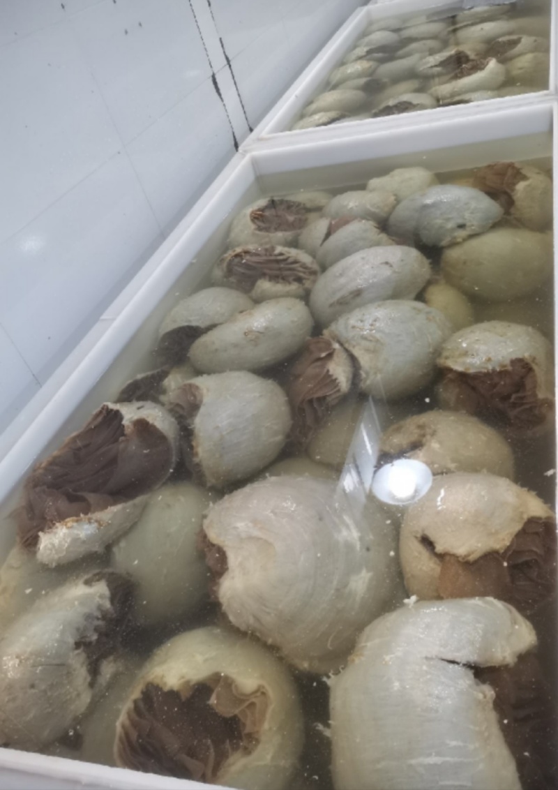 鲜美脆嫩，牛百叶里藏乾坤；滋味无穷，每一口都是满足！