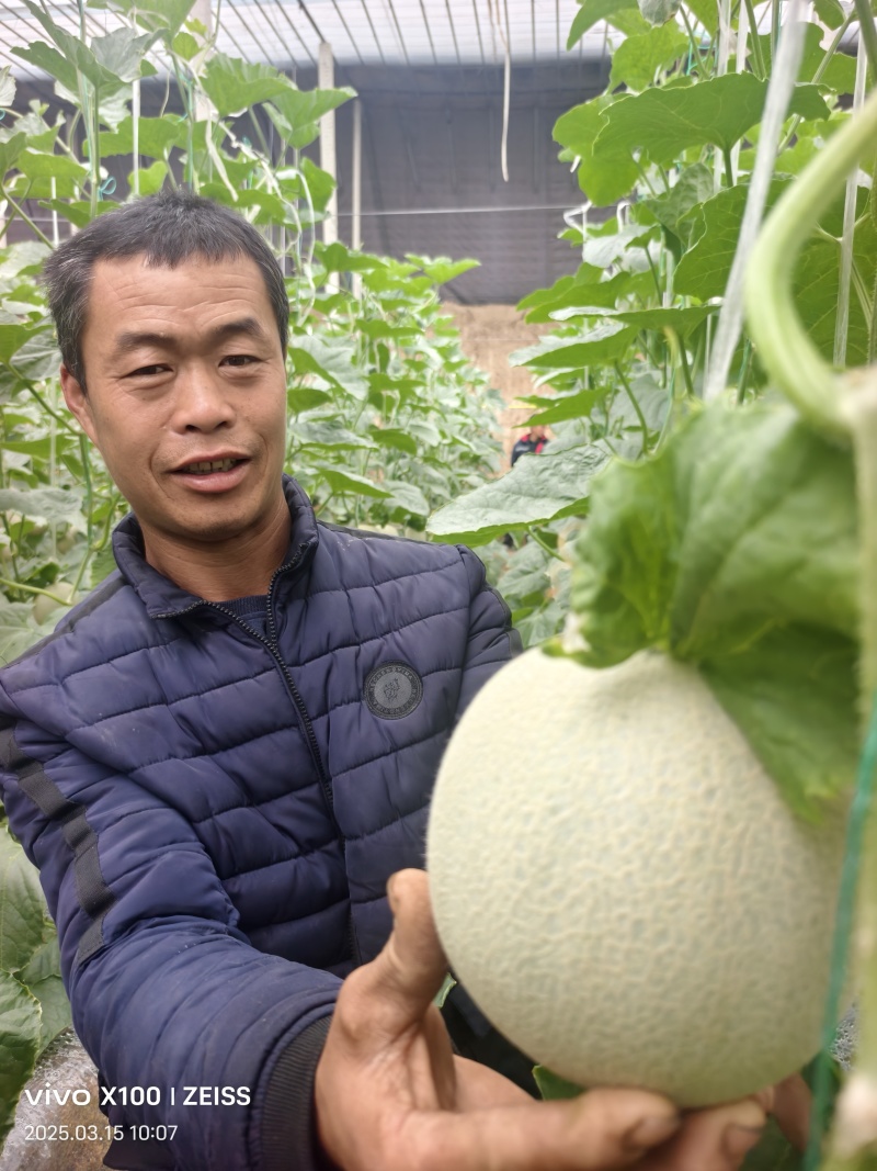 网纹瓜，3-8月份牛三，大量有货了视频看货，诚信为本
