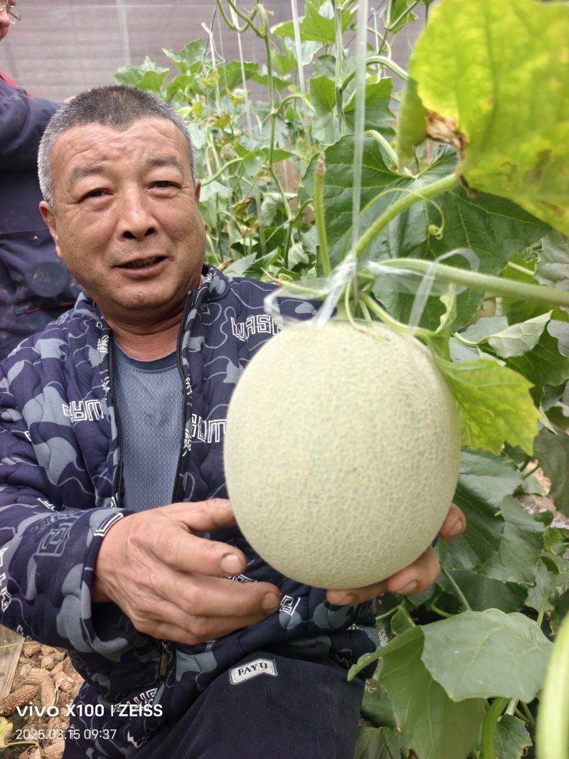 网纹瓜，3-8月份牛三，大量有货了视频看货，诚信为本