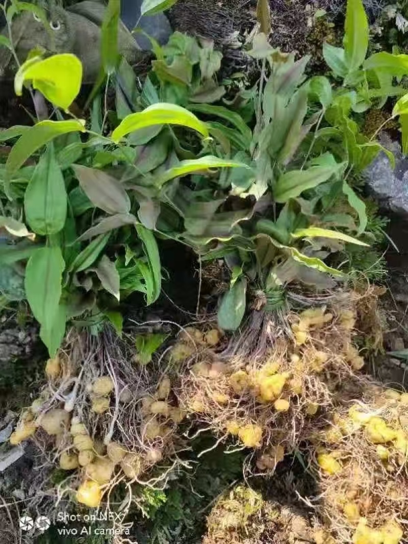 黄精苗头大量供应可视频可现场可供全国量大从优