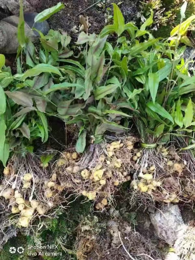 黄精苗头大量供应可视频可现场可供全国量大从优