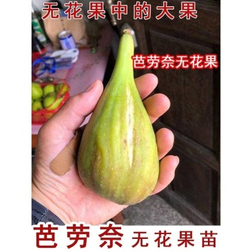 芭劳奈无花果树苗，当年种植当年挂果，果子大，产量高，