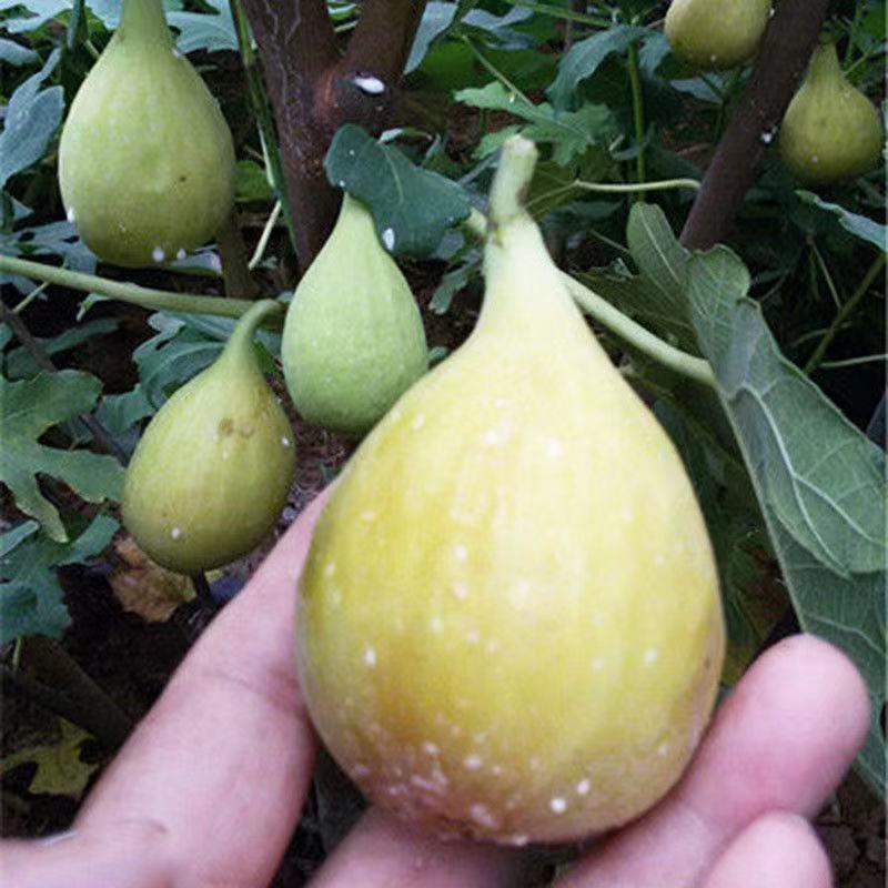 芭劳奈无花果树苗，当年种植当年挂果，果子大，产量高，