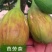 芭劳奈无花果树苗，当年种植当年挂果，果子大，产量高，