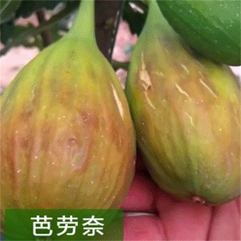 芭劳奈无花果树苗，当年种植当年挂果，果子大，产量高，