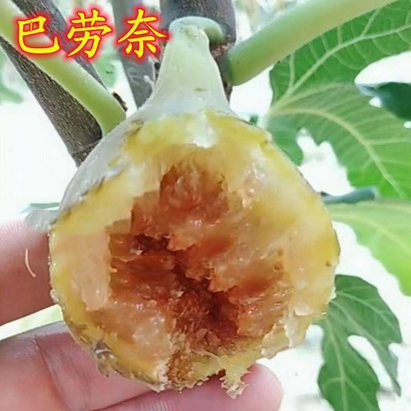 芭劳奈无花果树苗，当年种植当年挂果，果子大，产量高，
