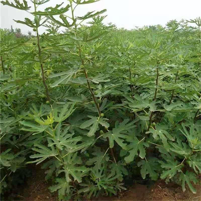 芭劳奈无花果树苗，当年种植当年挂果，果子大，产量高，
