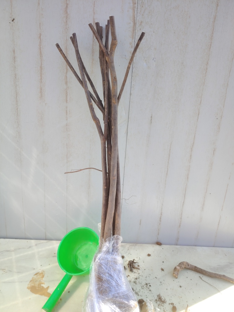 芭劳奈无花果树苗，当年种植当年挂果，果子大，产量高，