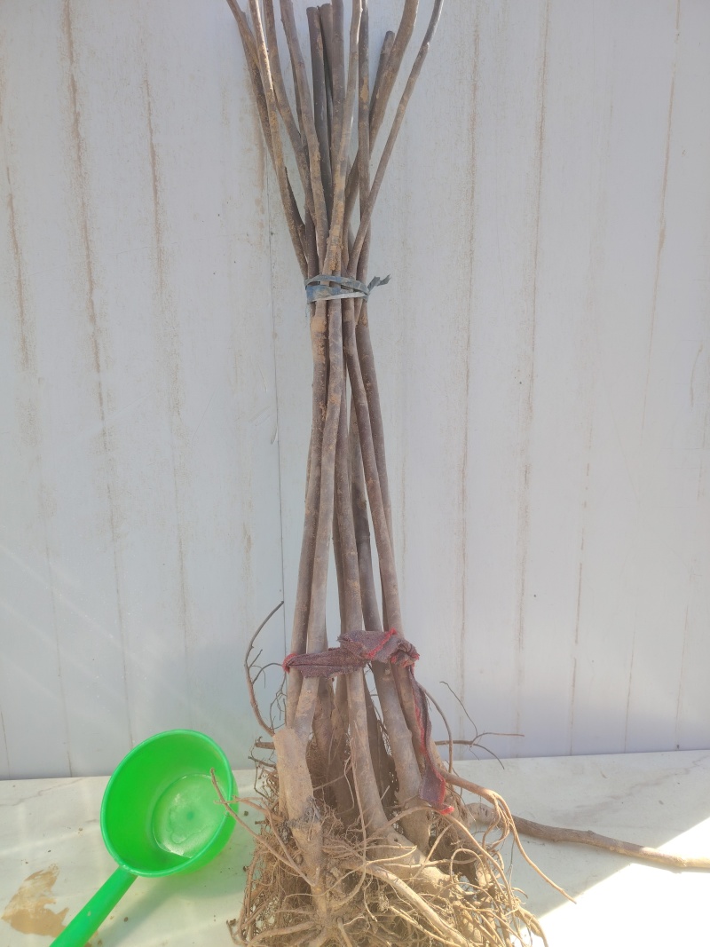 芭劳奈无花果树苗，当年种植当年挂果，果子大，产量高，