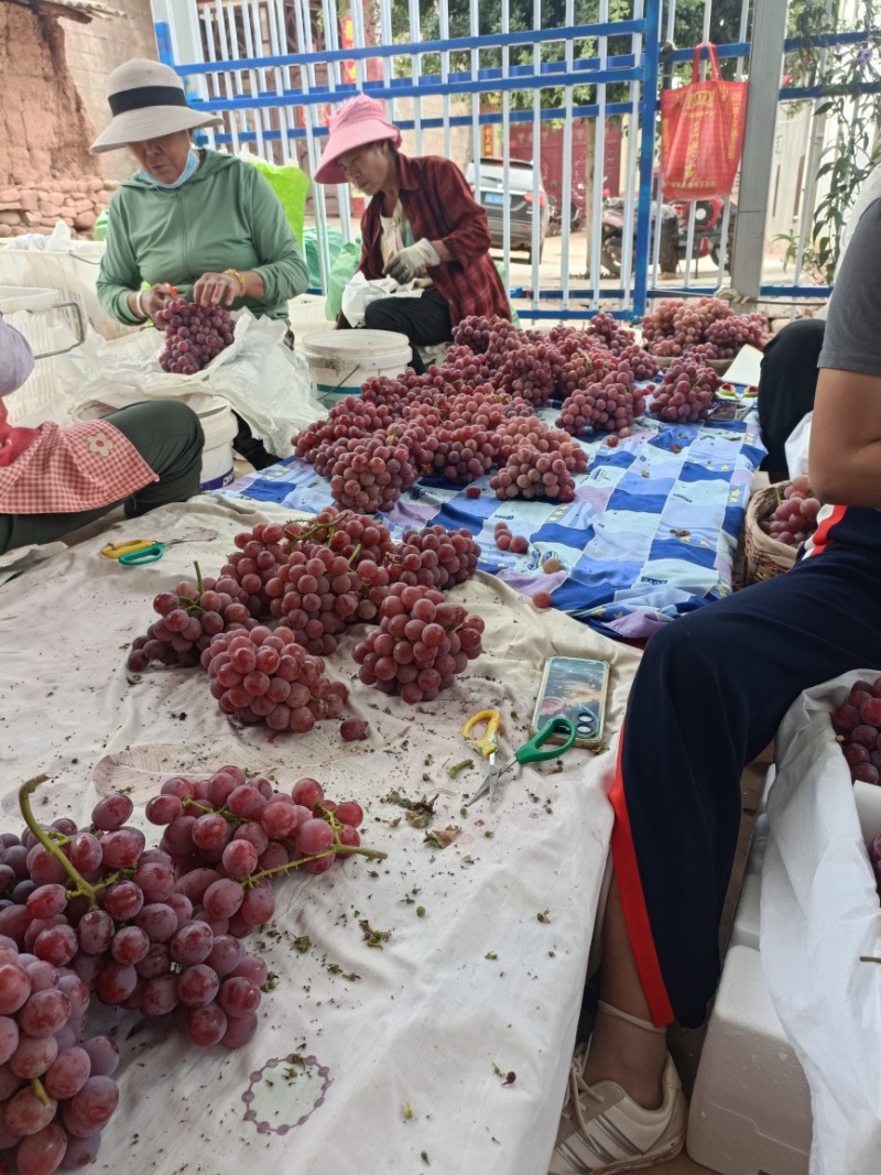 红提葡萄货源充足，量大从优，全国发货致电联系