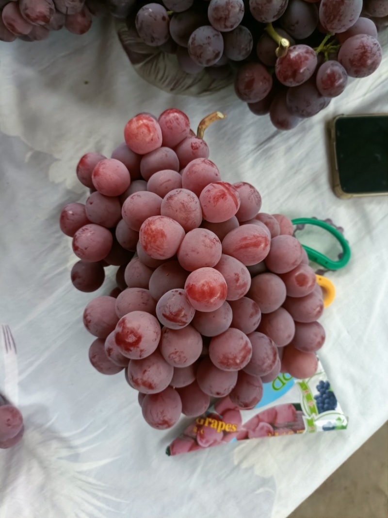 红提葡萄货源充足，量大从优，全国发货致电联系
