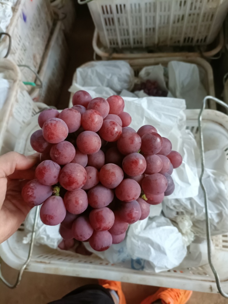 红提葡萄货源充足，量大从优，全国发货致电联系