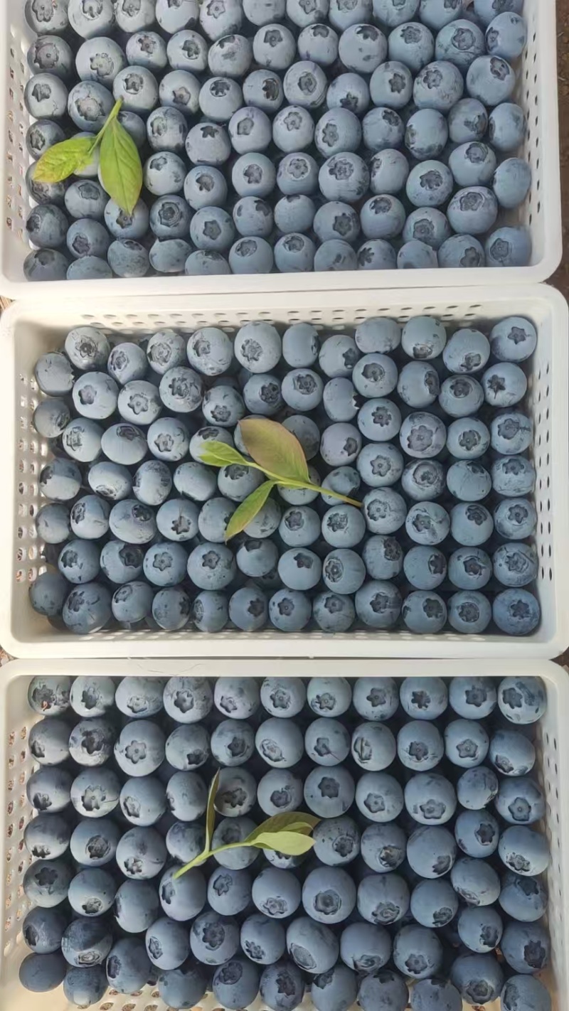 蓝莓大量上市了！