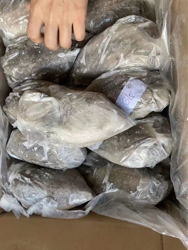 墨鱼乌贼，全规格有货，物流，整车，航空运输