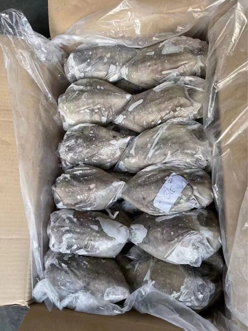 墨鱼乌贼，全规格有货，物流，整车，航空运输
