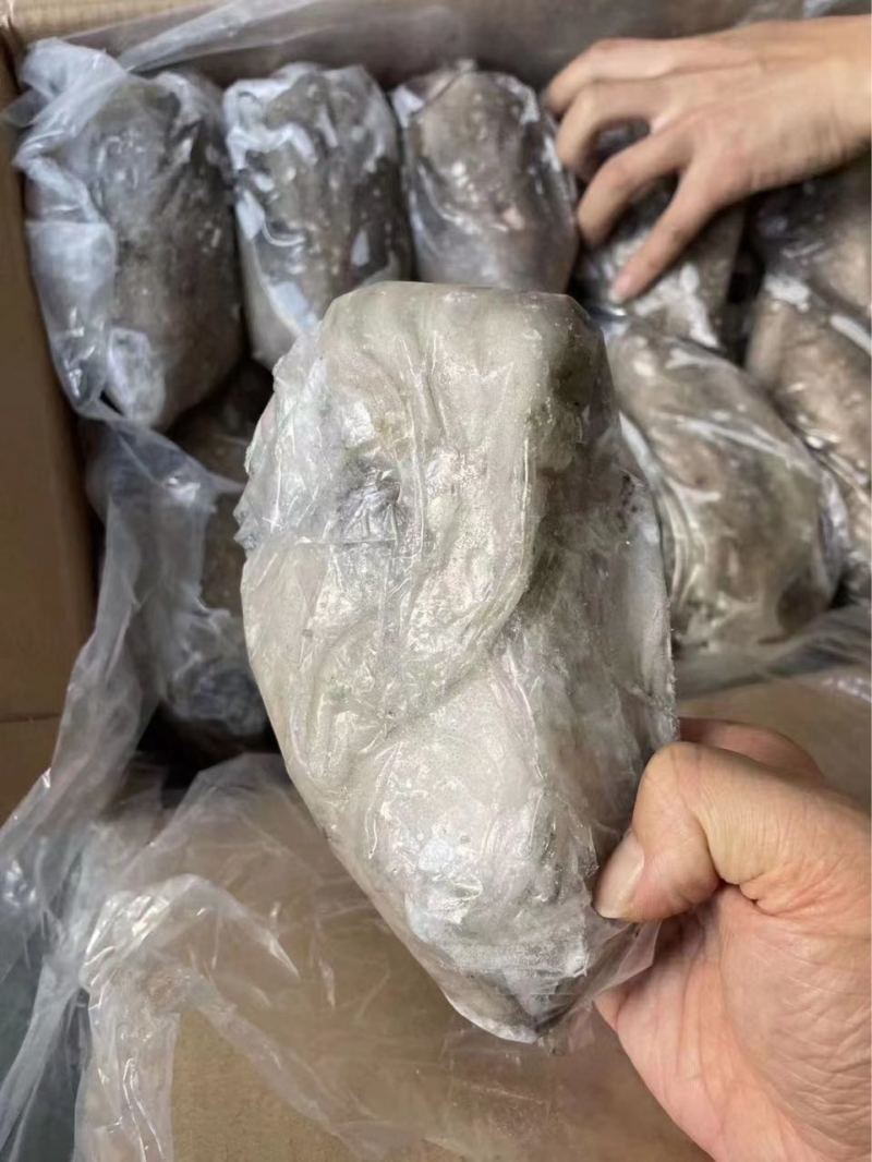 墨鱼乌贼，全规格有货，物流，整车，航空运输